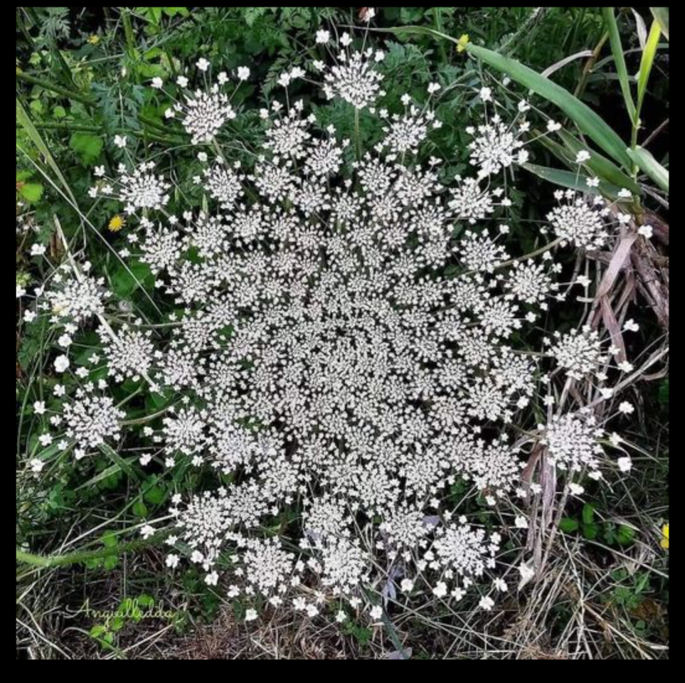 orderedImageAlt_ha_default