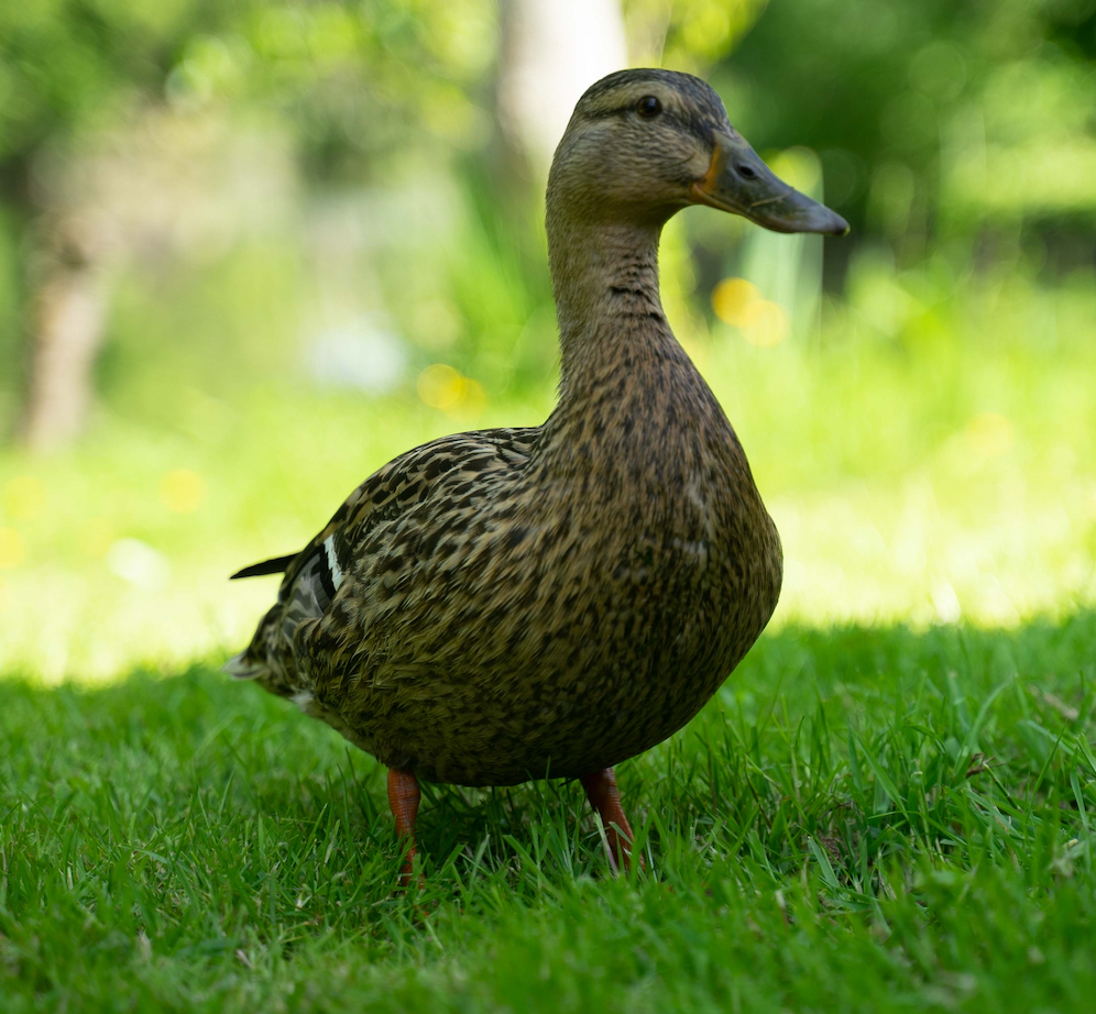 orderedImageAlt_ha_default