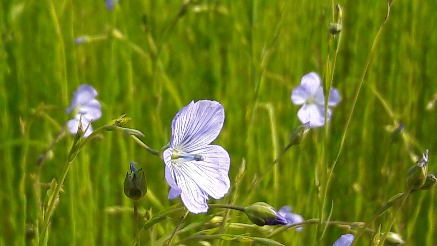 orderedImageAlt_ha_default