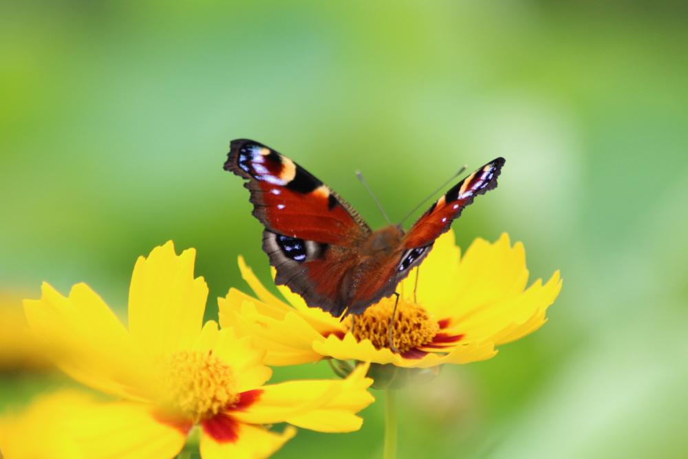 orderedImageAlt_ha_default