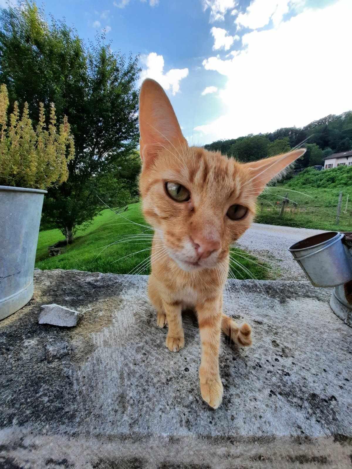 orderedImageAlt_ha_default