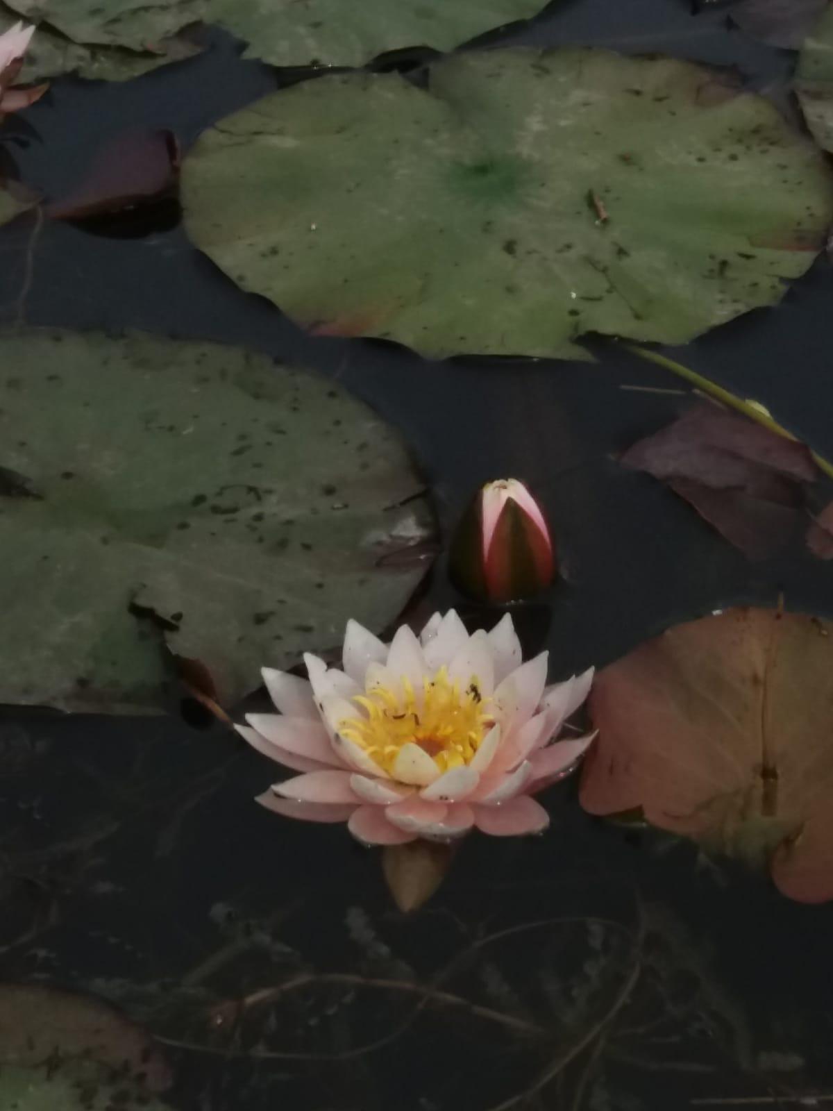 orderedImageAlt_ha_default