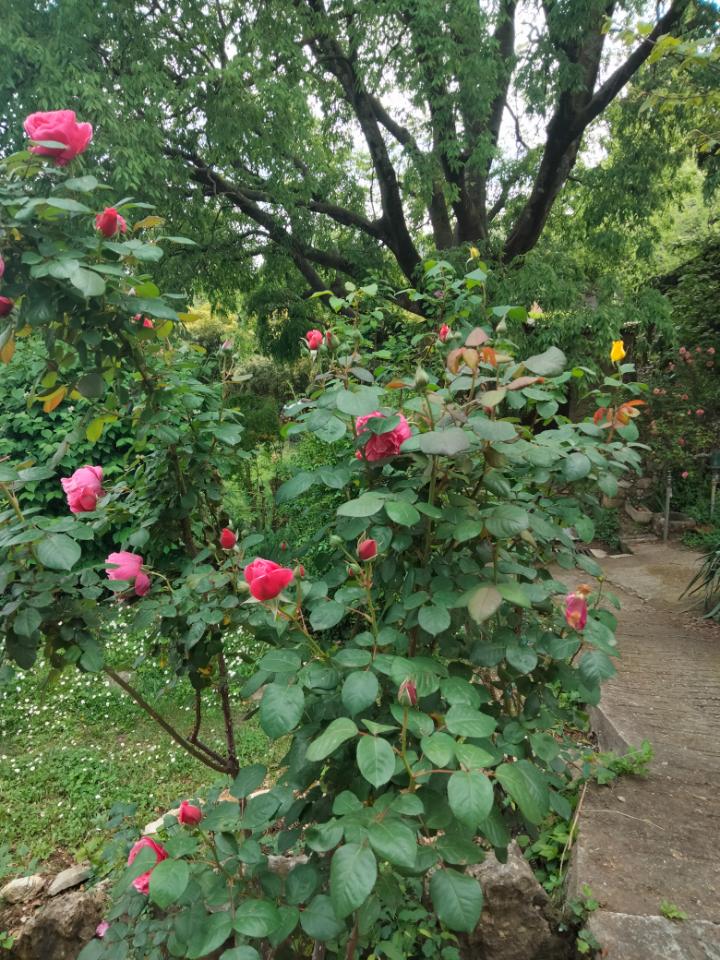 orderedImageAlt_ha_default