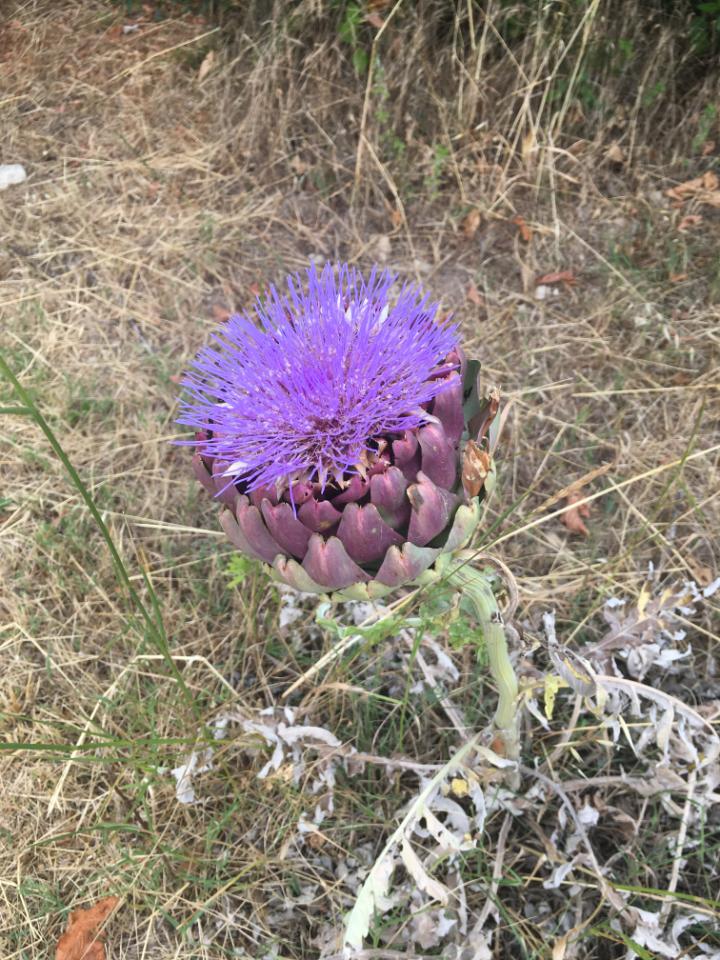 orderedImageAlt_ha_default