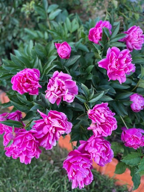 orderedImageAlt_ha_default