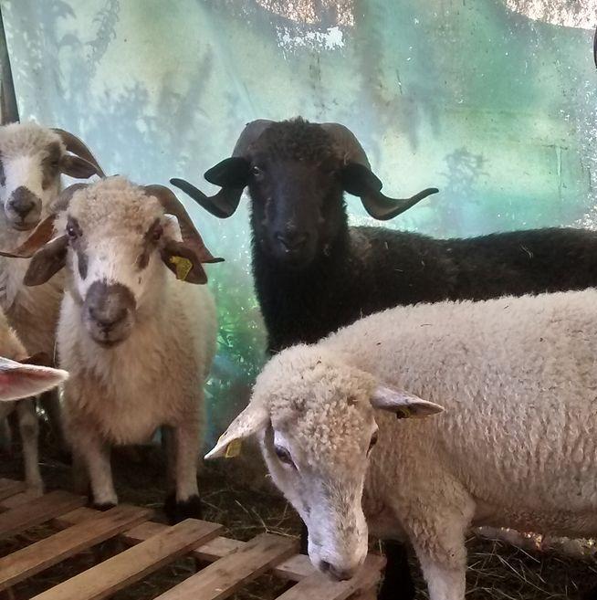 orderedImageAlt_ha_default