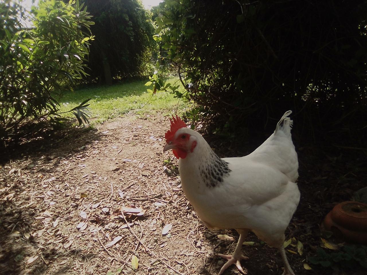 orderedImageAlt_ha_default