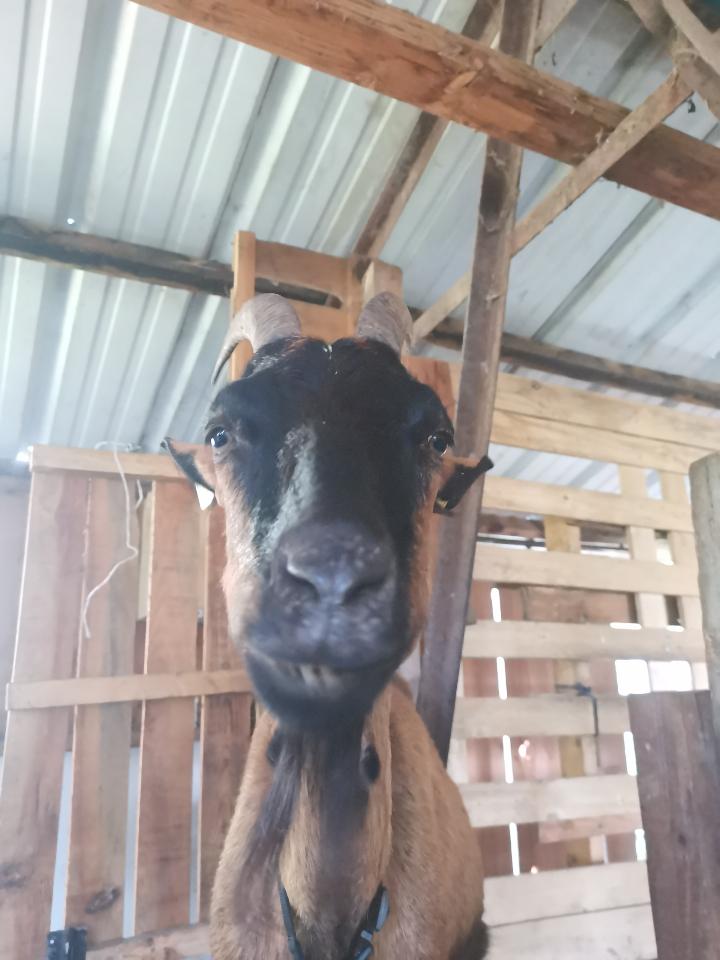 orderedImageAlt_ha_default