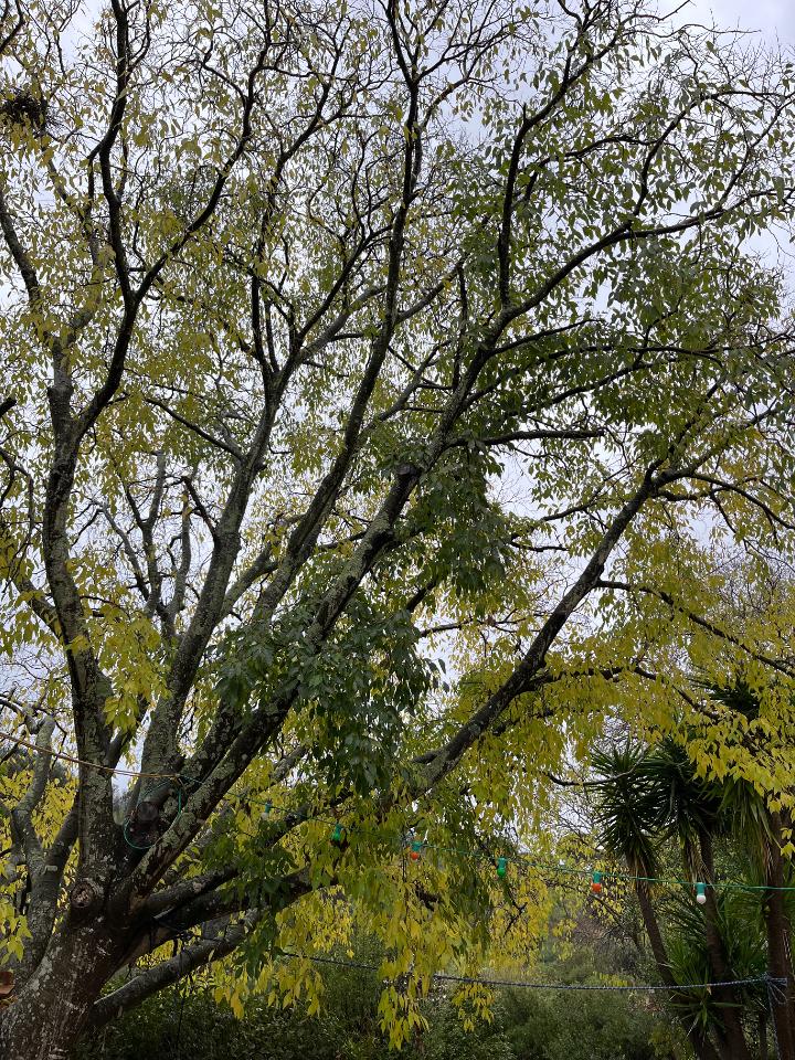 orderedImageAlt_ha_default