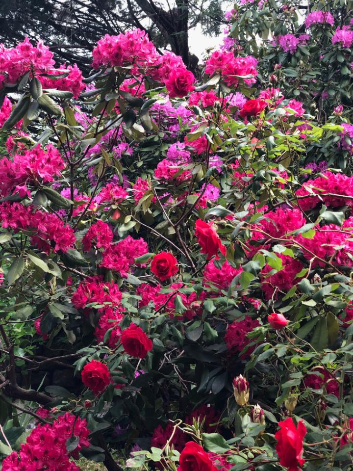 orderedImageAlt_ha_default