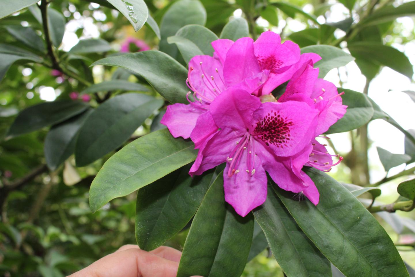 orderedImageAlt_ha_default