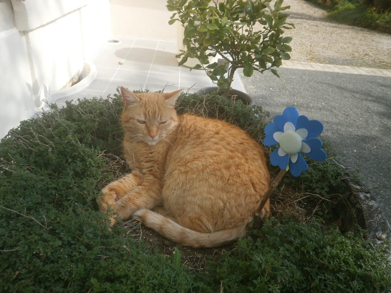 orderedImageAlt_ha_default