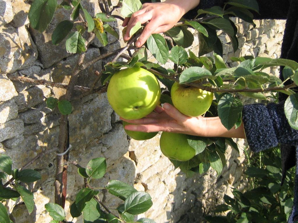 orderedImageAlt_ha_default