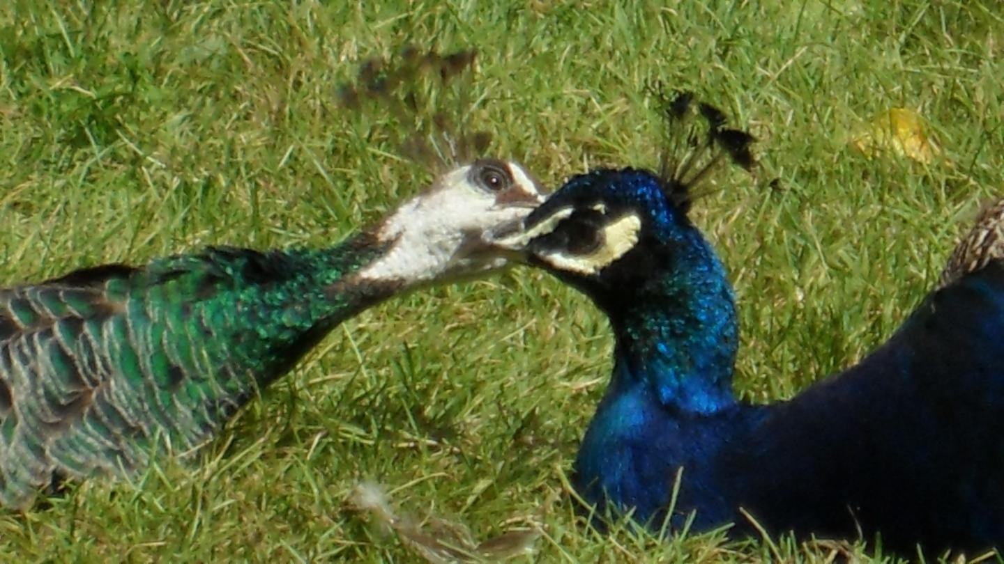 orderedImageAlt_ha_default