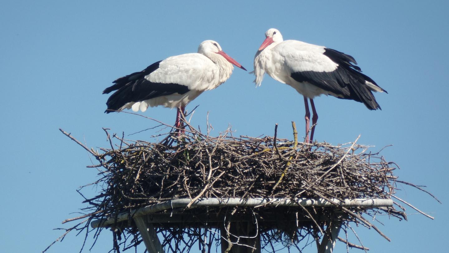 orderedImageAlt_ha_default