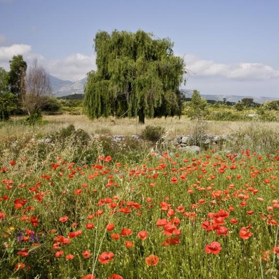 orderedImageAlt_ha_default