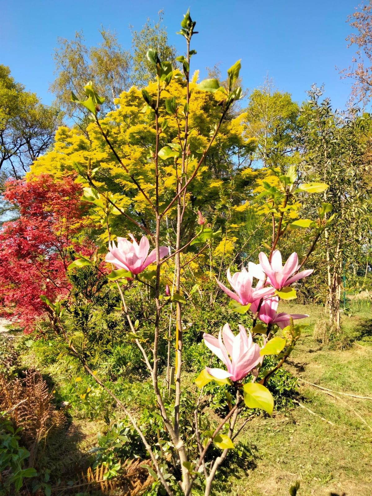 orderedImageAlt_ha_default