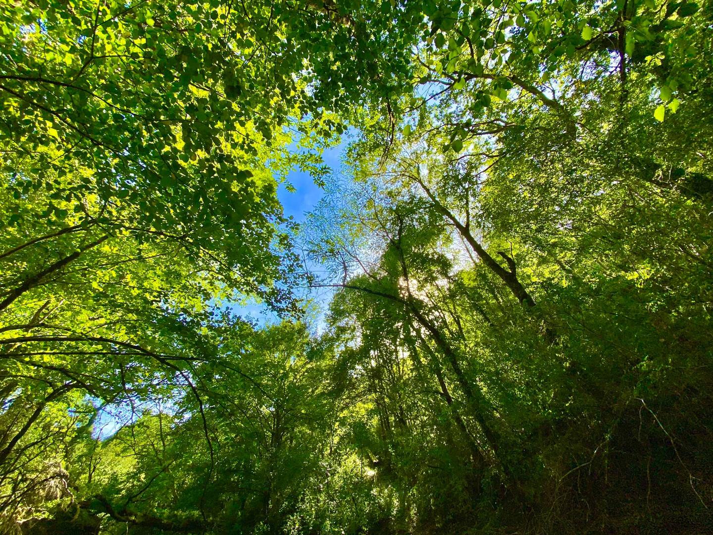 Location Aveyron En forêt