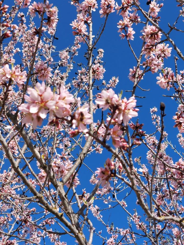  Alpes-de-Haute-Provence Charme