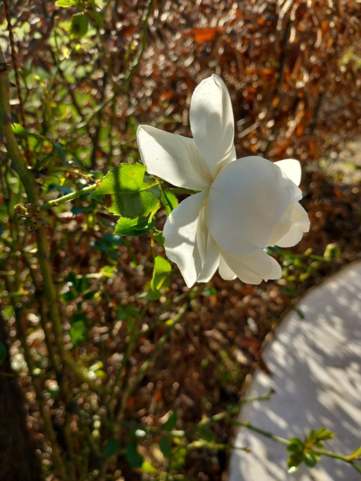 GreenGo Oustal del riu