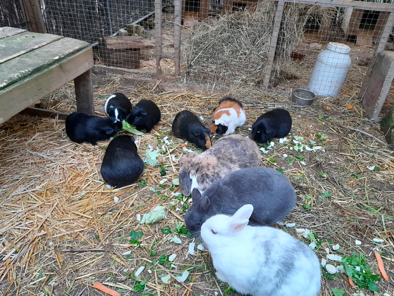 GreenGo Gîte Occitanie À la campagne