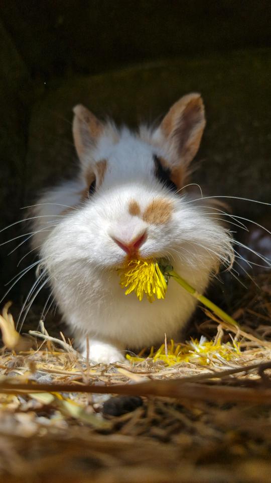 GreenGo location vacances écoresponsables