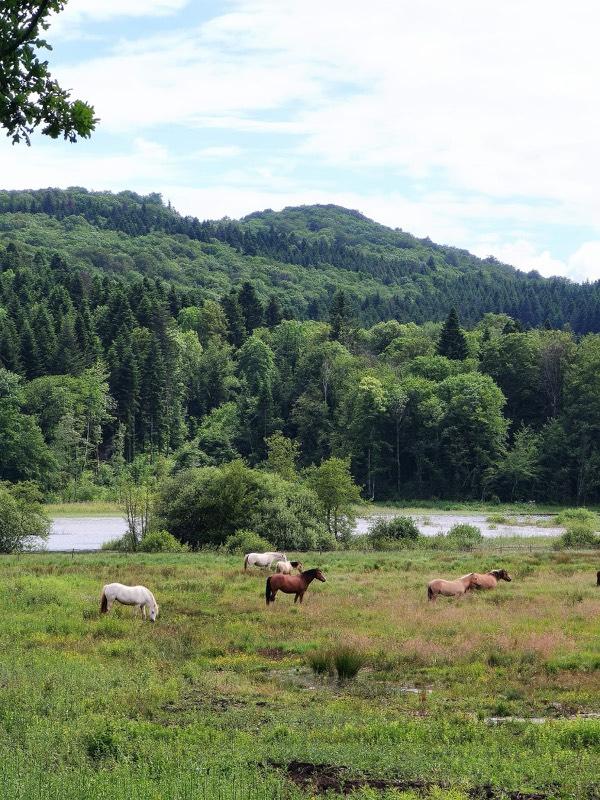 GreenGo Gîte Bourgogne-Franche-Comté À la campagne