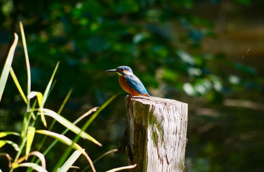 GreenGo Gîte Bretagne Évasion