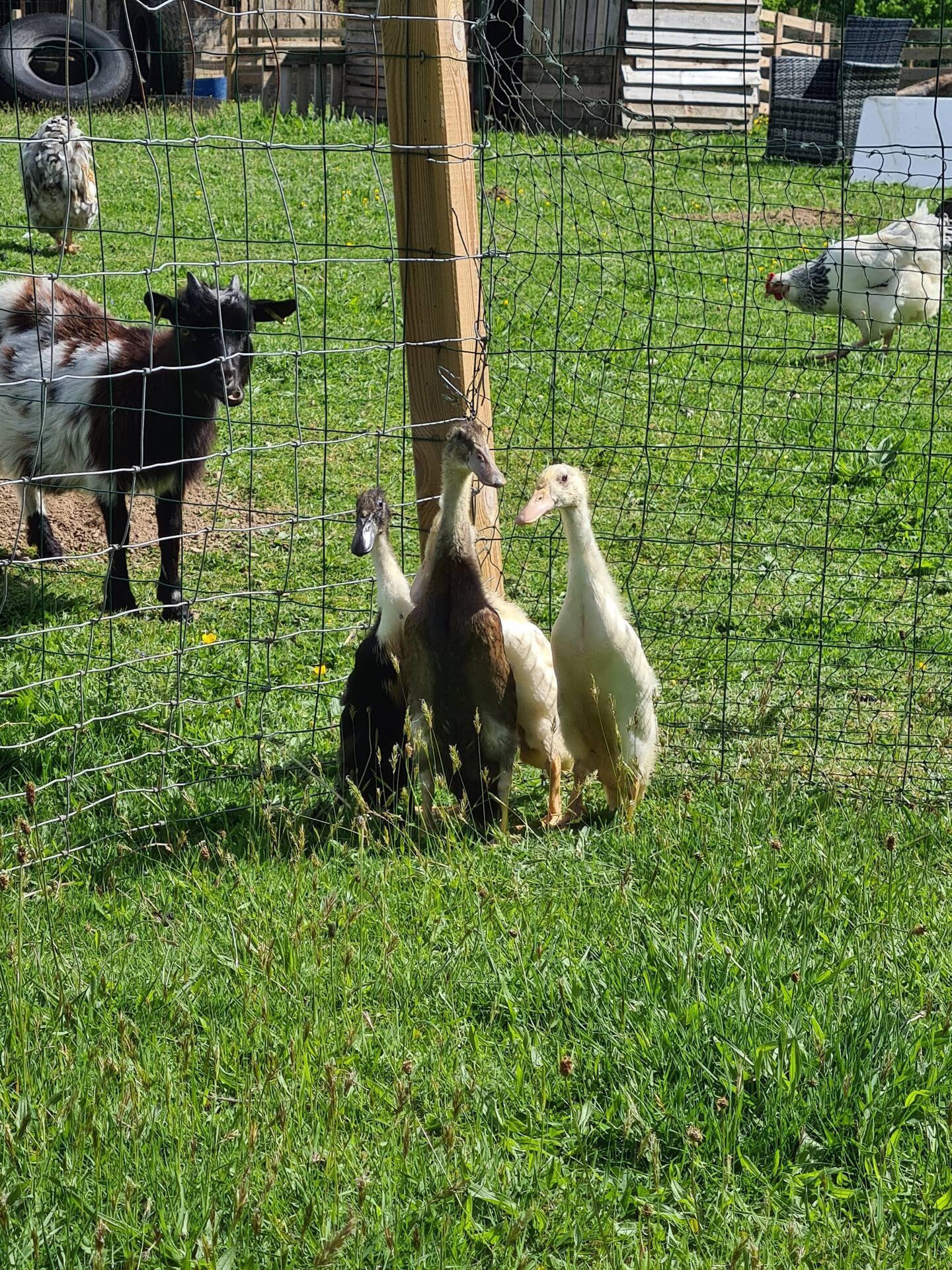 GreenGo Gîte Normandie Évasion
