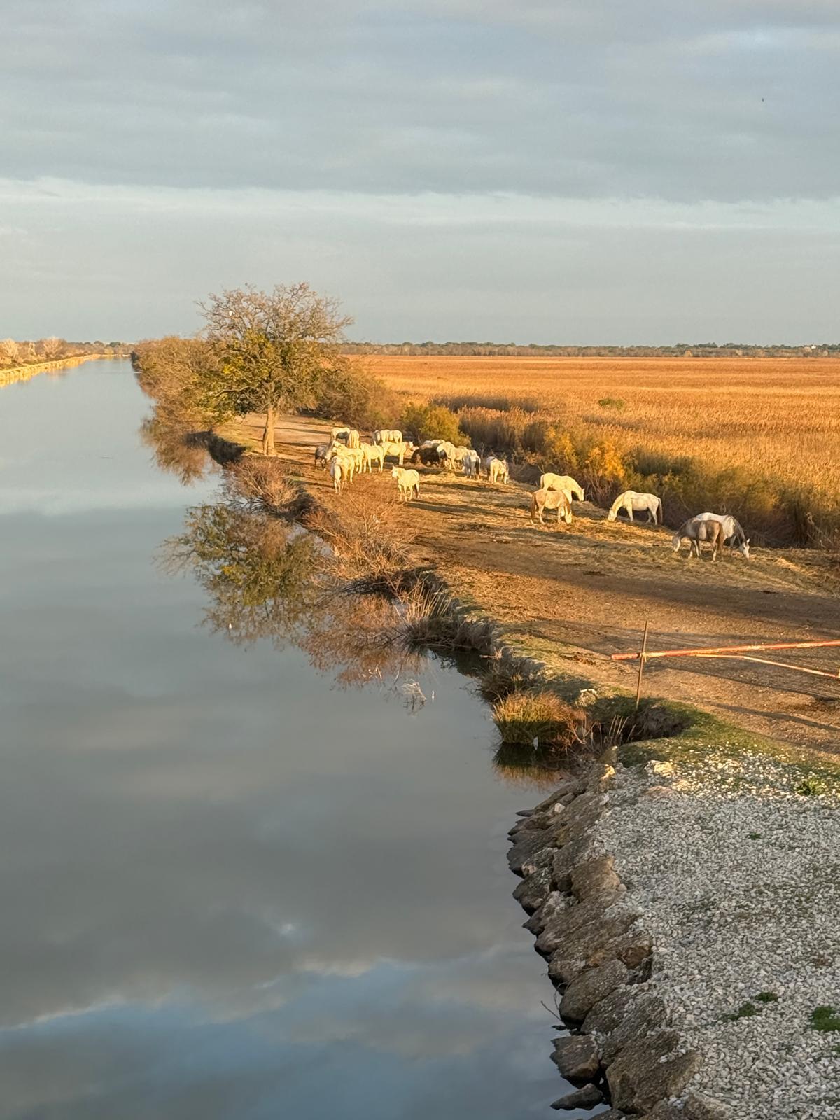 Mas de la Huppe en Petite Camargue