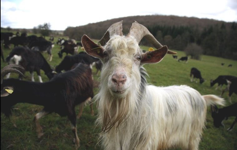 Haute-Saône Glamping