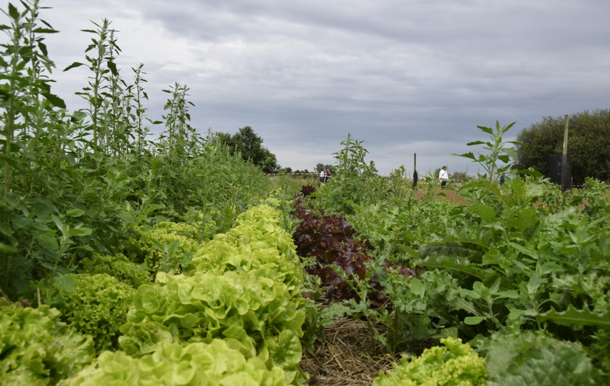 Hôte GreenGo: Écolodges à la ferme Les Jardins des Coccinelles - Image 10