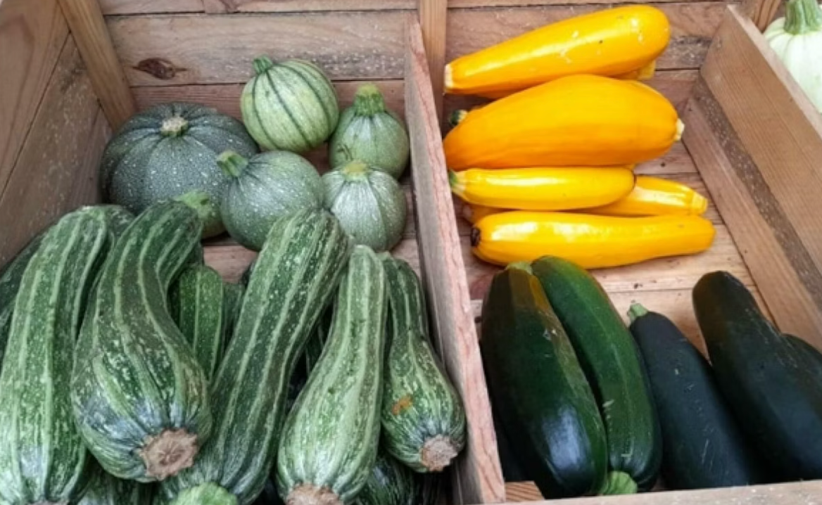 Hôte GreenGo: Écolodges à la ferme Les Jardins des Coccinelles - Image 5