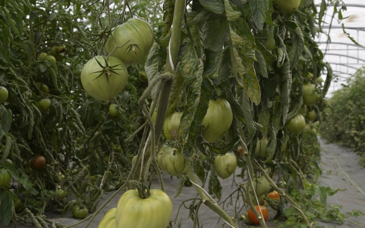 Hôte GreenGo: Écolodges à la ferme Les Jardins des Coccinelles - Image 2