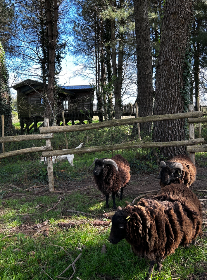 Hôte GreenGo: Cabane Le repaire du hibou - Image 19