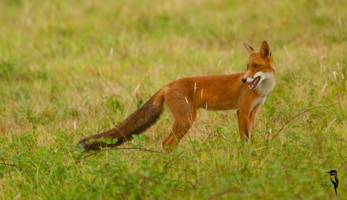 GreenGo Gîte Occitanie À la campagne