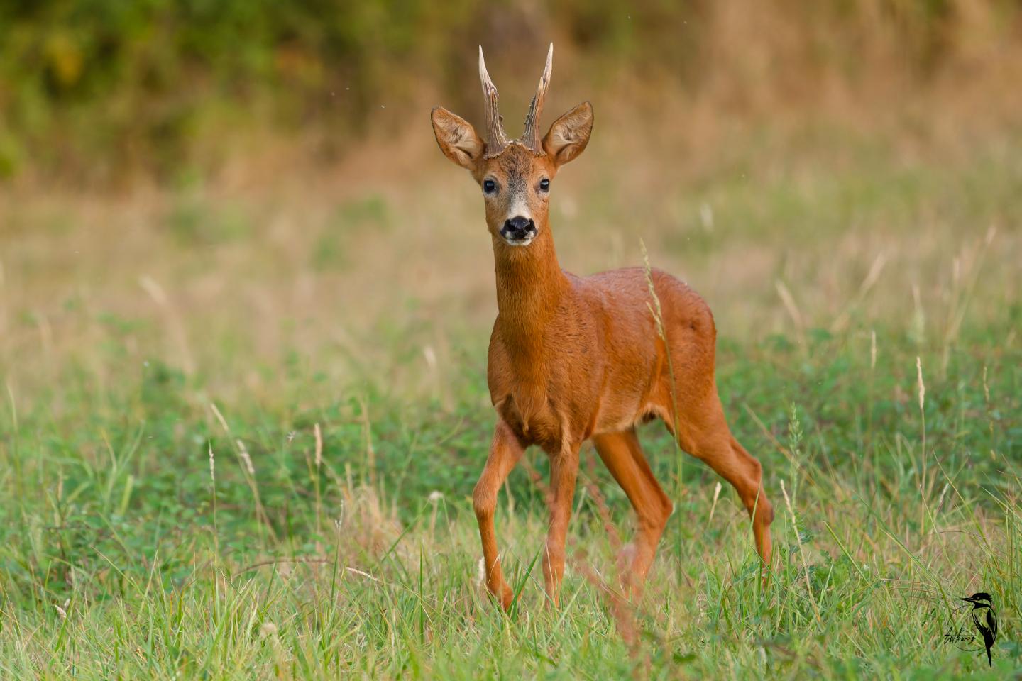 Carte cadeau GreenGo