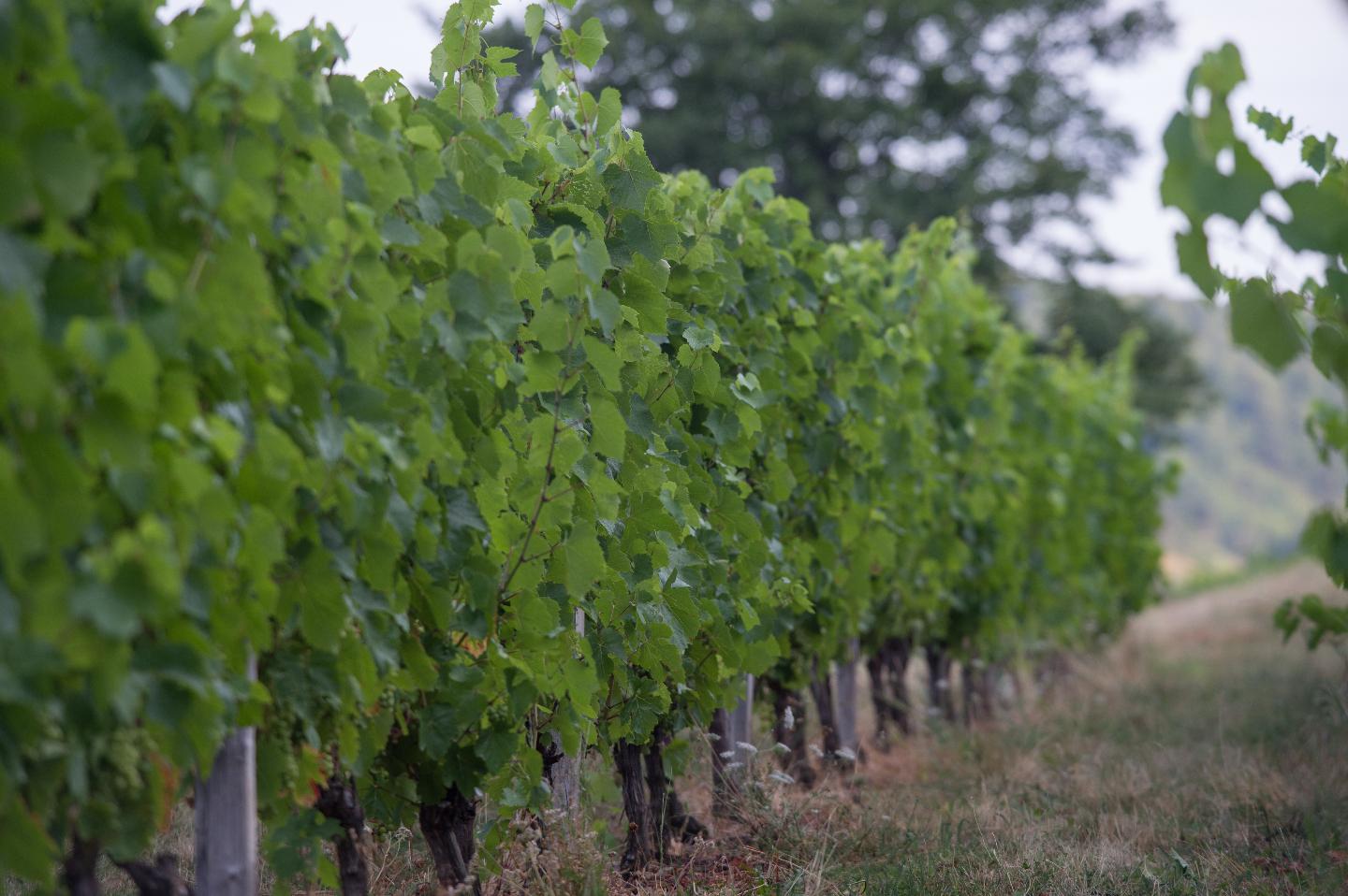 GreenGo location vacances écoresponsables