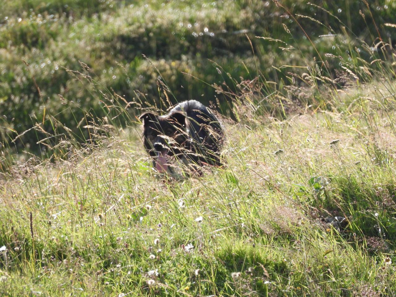 Hôte GreenGo: Auberge du lys blanc - Image 6