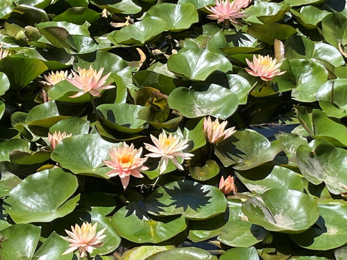 Carte cadeau GreenGo