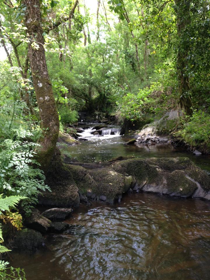 Hôte GreenGo: PARC LANN charmante longère au coeur d'une forêt en Centre-Bretagne - Image 41