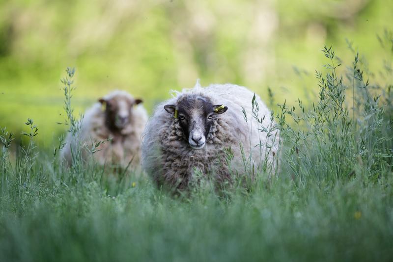 Hôte GreenGo: Plumes de Mouton - Image 9