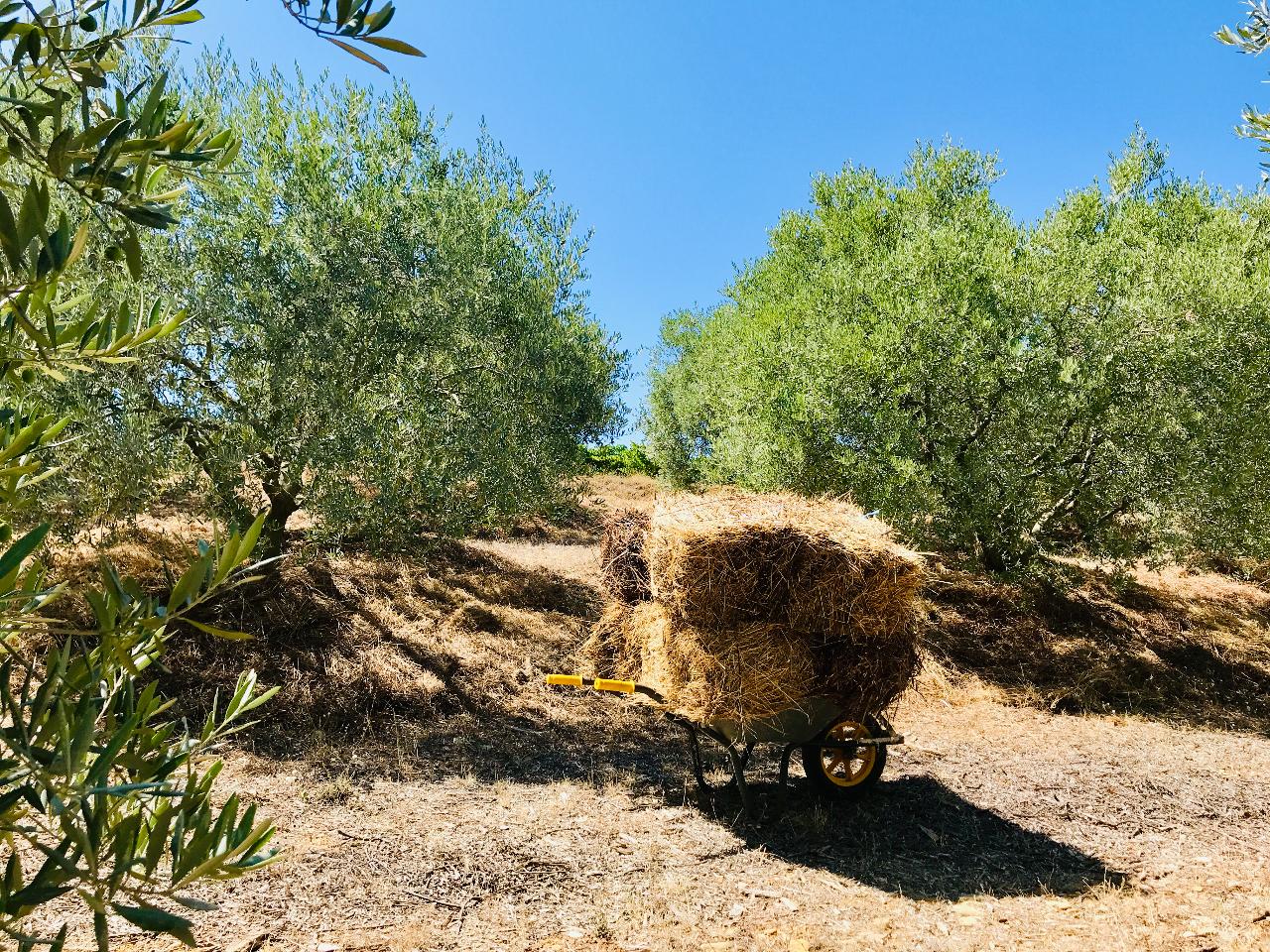 Hôte GreenGo: Bergerie nature entre vignoble et oliveraie - Image 10