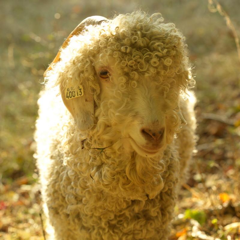 Hôte GreenGo: Plumes de Mouton - Image 11