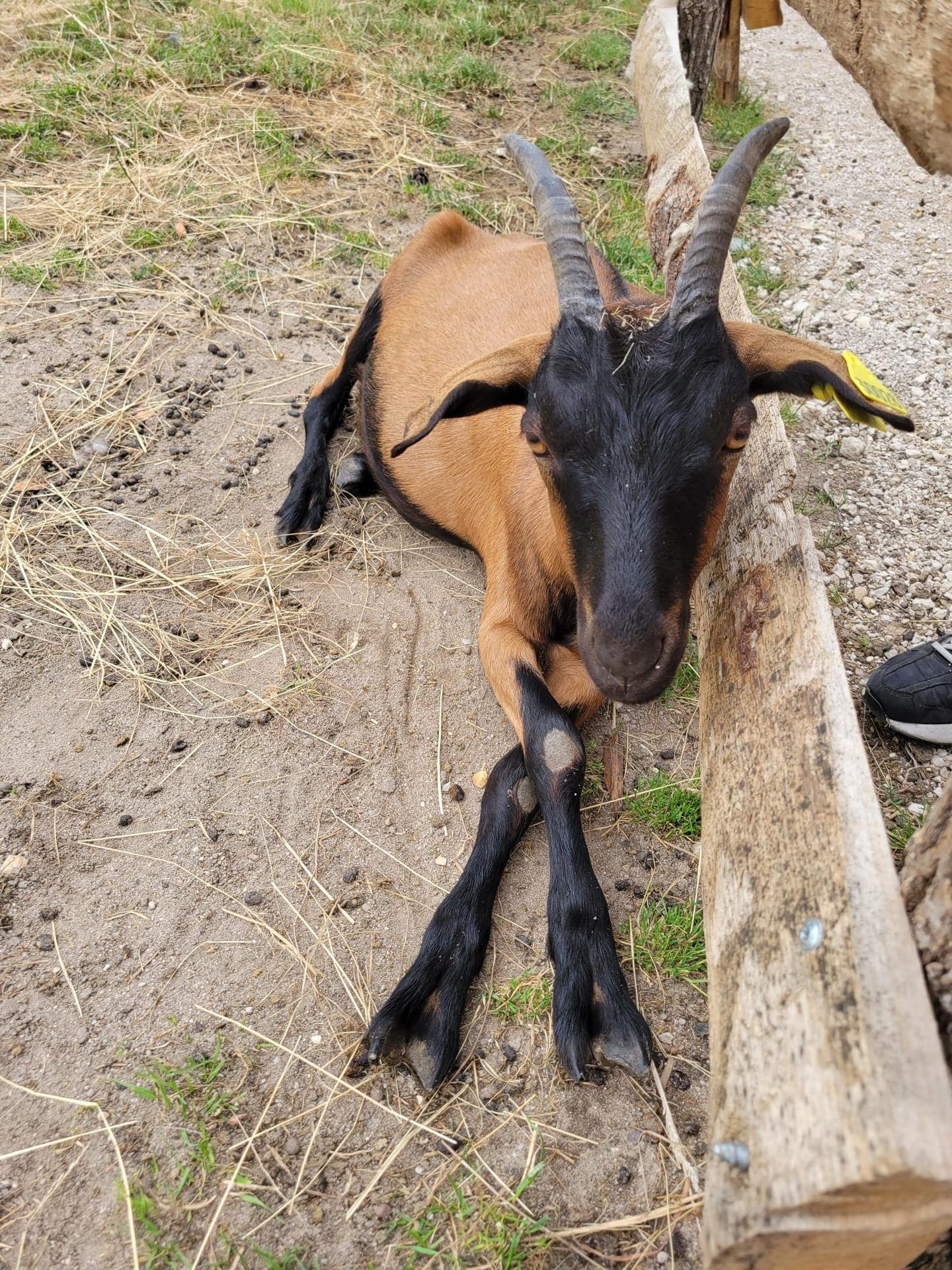 Hôte GreenGo: Gîte et Cab'Âne de Medeina - Image 22