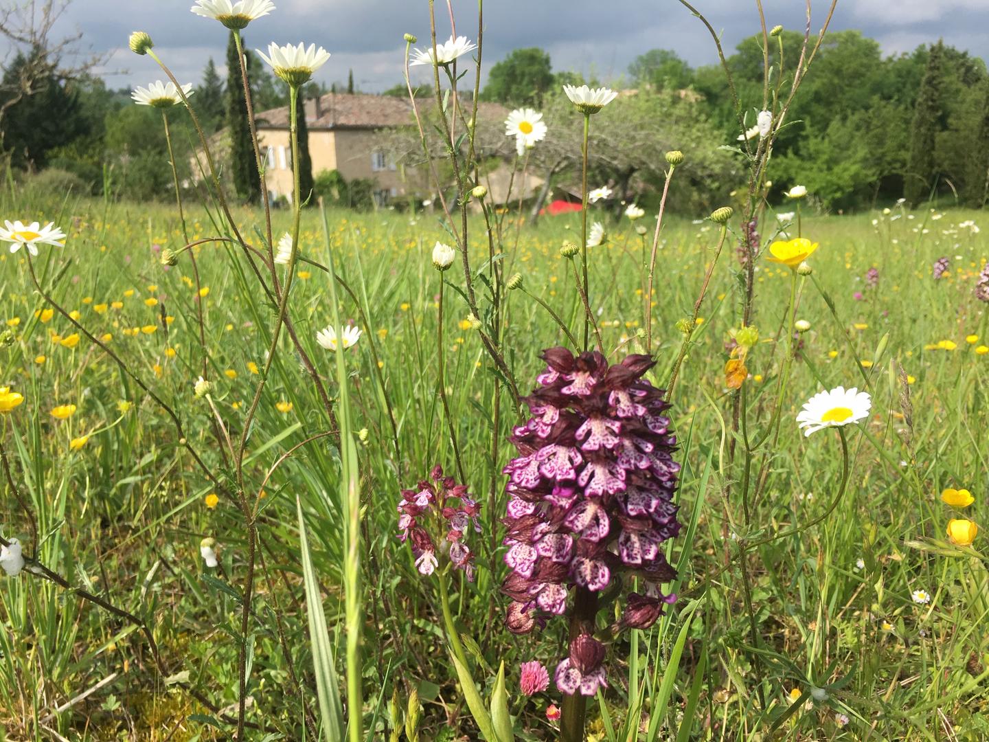 GreenGo Gîte Occitanie À la campagne