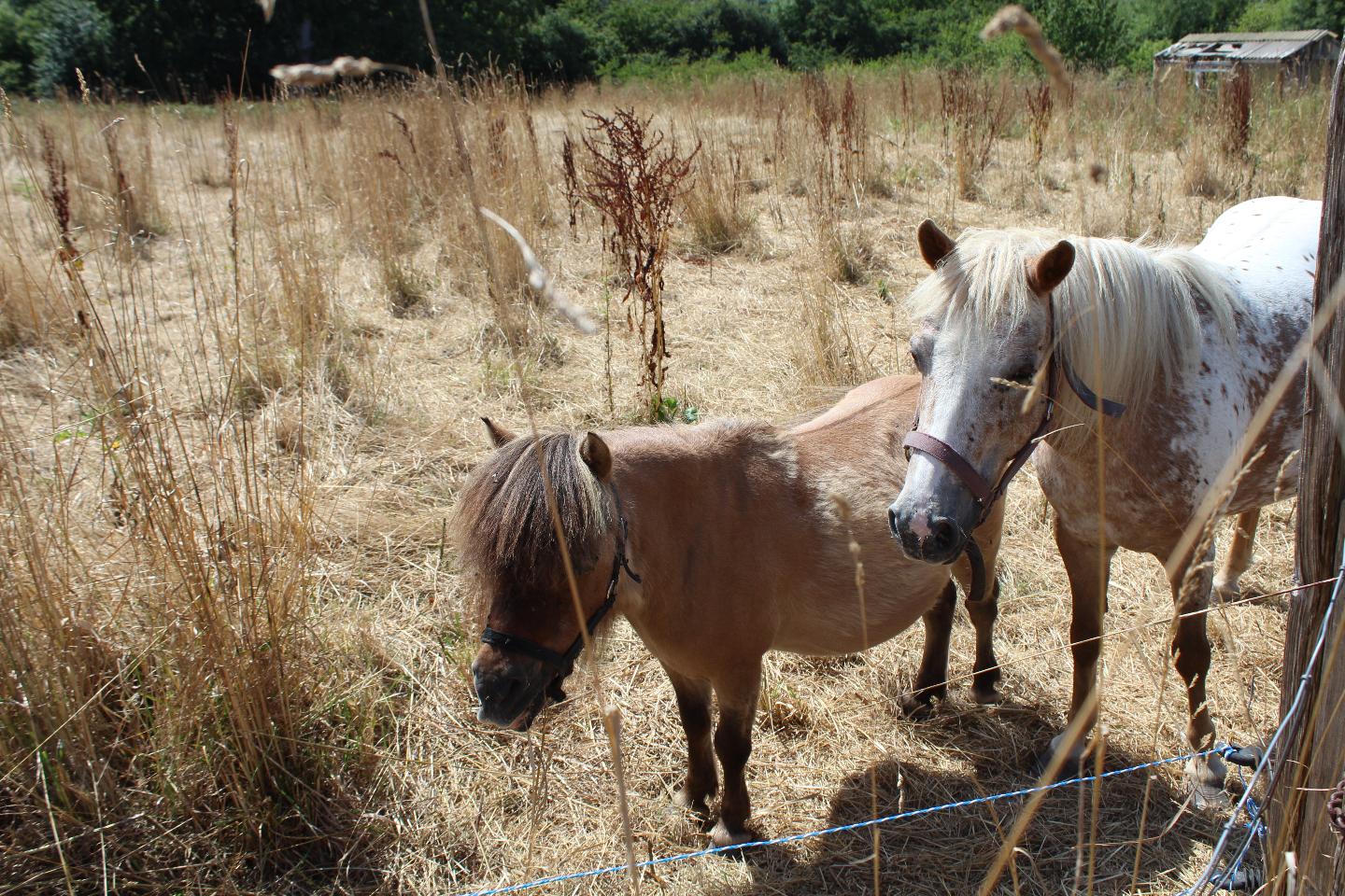 GreenGo location vacances écoresponsables
