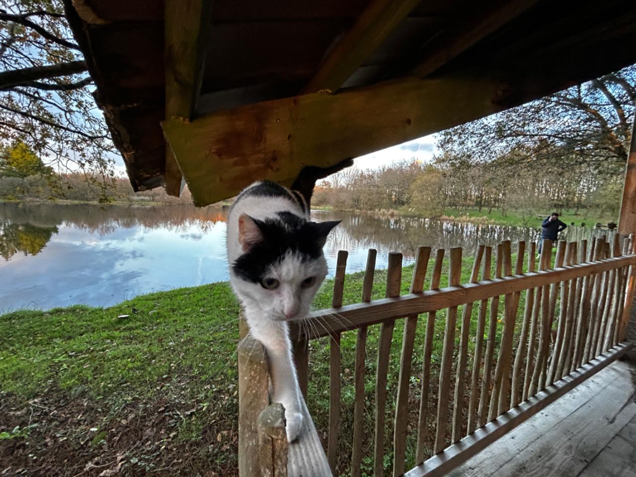 Hôte GreenGo: Cabane Le repaire du hibou - Image 5