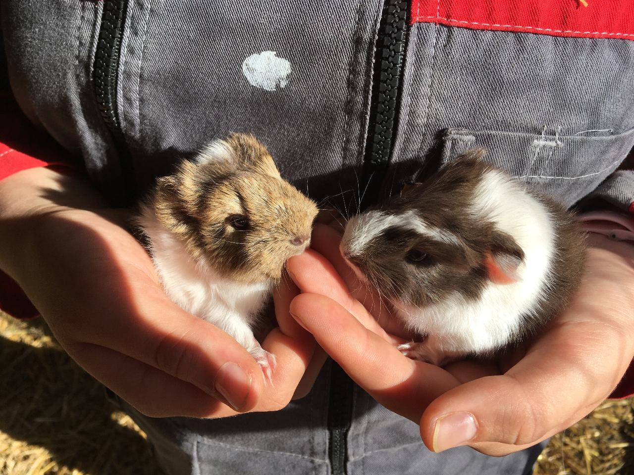  Manche À la campagne