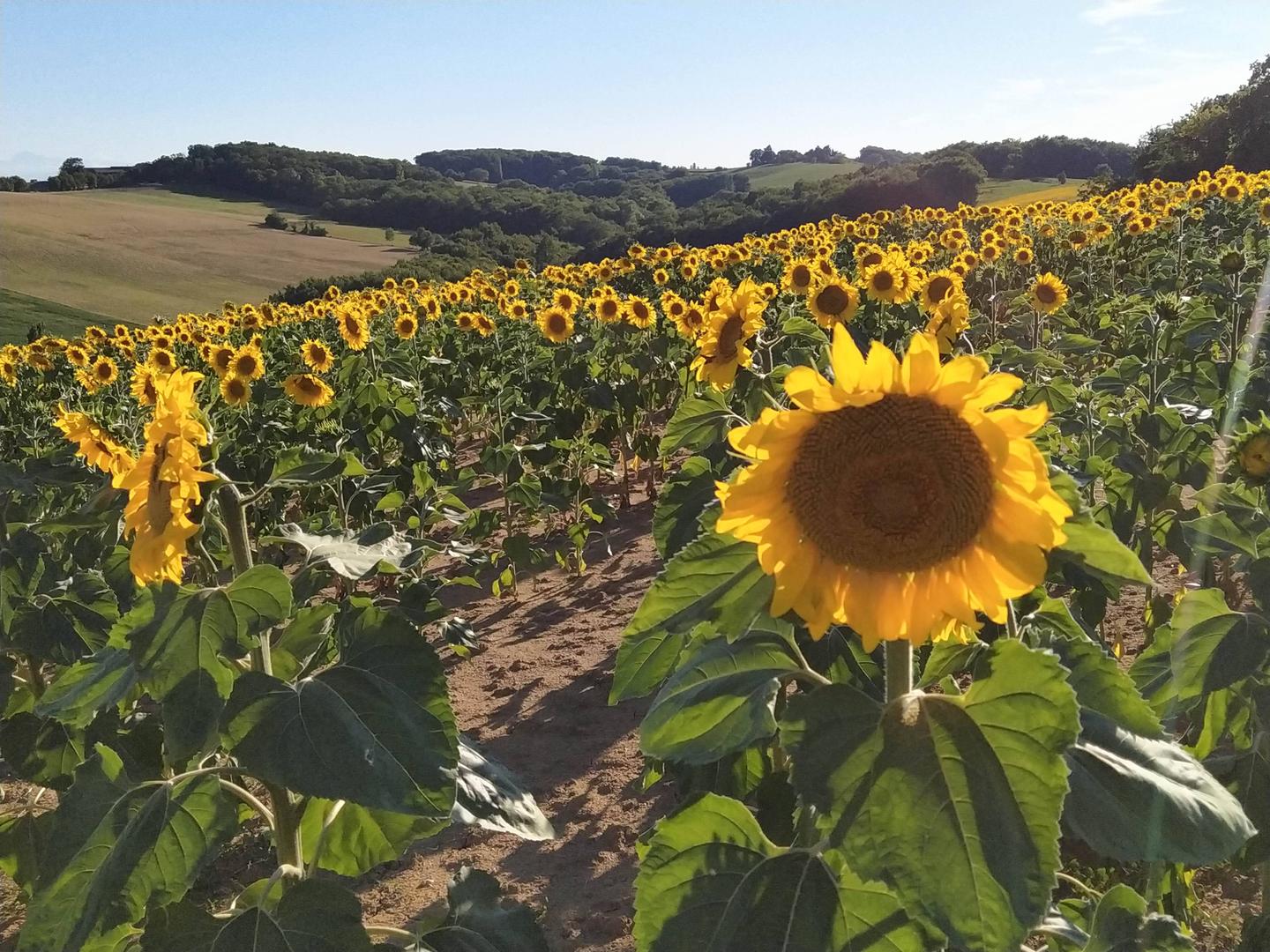 GreenGo Gîte Occitanie À la campagne